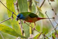 Pin-tailed Parrotfinch Erythrura prasina prasina