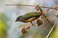 Pin-tailed Parrotfinch Erythrura prasina prasina