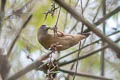 Pin-tailed Parrotfinch Erythrura prasina prasina