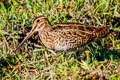 Pin-tailed Snipe Gallinago stenura