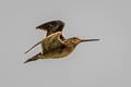 Pin-tailed Snipe Gallinago stenura