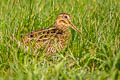 Pin-tailed Snipe Gallinago stenura