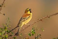 Plain-backed Sparrow Passer flaveolus