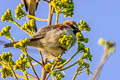 Plain-backed Sparrow Passer flaveolus