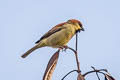 Plain-backed Sparrow Passer flaveolus