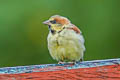 Plain-backed Sparrow Passer flaveolus