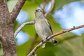 Plain Flowerpecker Dicaeum minullum olivaceum