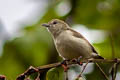 Plain Flowerpecker Dicaeum minullum olivaceum