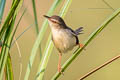 Plain Prinia Prinia inornata herberti