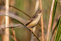 Plain Prinia Prinia inornata herberti