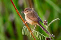 Plain Prinia Prinia inornata blanfordi