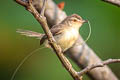 Plain Prinia Prinia inornata blanfordi