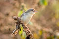 Plain Prinia Prinia inornata herberti