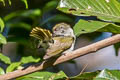Plain Sunbird Anthreptes simplex