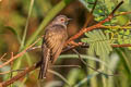 Plaintive Cuckoo Cacomantis merulinus querulus