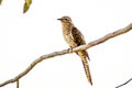 Plaintive Cuckoo Cacomantis merulinus querulus