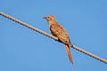 Plaintive Cuckoo Cacomantis merulinus querulus