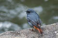 Plumbeous Water Redstart Phoenicurus fuliginosa