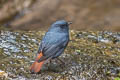 Plumbeous Water Redstart Phoenicurus fuliginosa