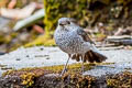 Plumbeous Water Redstart Phoenicurus fuliginosa