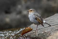 Plumbeous Water Redstart Phoenicurus fuliginosa