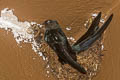 Plume-toed Swiftlet Collocalia affinis cyanoptila (Western Glossy Swiftlet)