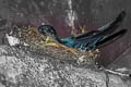 Plume-toed Swiftlet Collocalia affinis cyanoptila (Western Glossy Swiftlet)