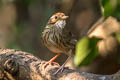 Puff-throated Babbler Pellorneum ruficeps acrum