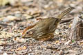 Puff-throated Babbler Pellorneum ruficeps acrum