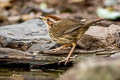 Puff-throated Babbler Pellorneum ruficeps acrum