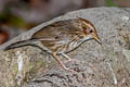 Puff-throated Babbler Pellorneum ruficeps elbeli