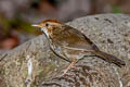 Puff-throated Babbler Pellorneum ruficeps elbeli