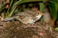 Puff-throated Babbler Pellorneum ruficeps elbeli