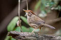 Puff-throated Babbler Pellorneum ruficeps acrum