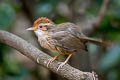 Puff-throated Babbler Pellorneum ruficeps acrum