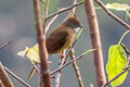 Puff-throated Bulbul Alophoixus pallidus henrici