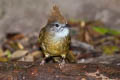 Puff-throated Bulbul Alophoixus pallidus henrici