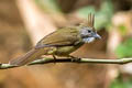 Puff-throated Bulbul Alophoixus pallidus henrici