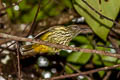 Purple-naped Spiderhunter Kurochkinegramma hypogrammicum lisettae (Purple-naped Sunbird)