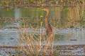 Purple Heron Ardea purpurea manilensis