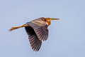 Purple Heron Ardea purpurea manilensis