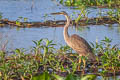 Purple Heron Ardea purpurea manilensis