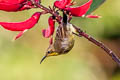 Purple Sunbird Cinnyris asiaticus intermedia