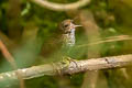 Pygmy Cupwing Pnoepyga pusilla pusilla 
