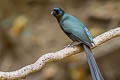 Racket-tailed Treepie Crypsirina temia