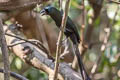 Racket-tailed Treepie Crypsirina temia