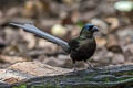 Racket-tailed Treepie Crypsirina temia