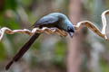 Racket-tailed Treepie Crypsirina temia