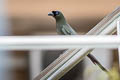 Racket-tailed Treepie Crypsirina temia