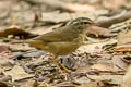 Radde's Warbler Phylloscopus schwarzi